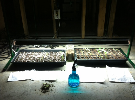 Our Grow Lamp, starter kits and spray bottle in 2013.  Label sheets are on the floor in front of the kits.
